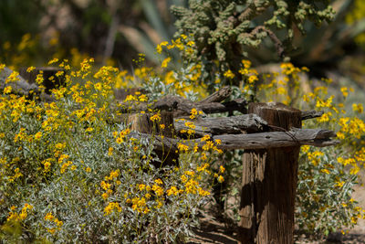 Close up of yellow flowers blooming in park