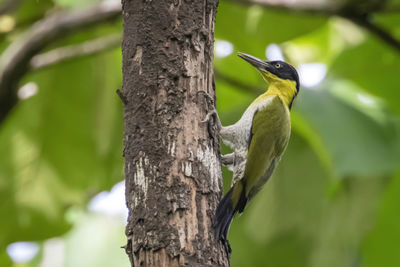 Low angle view of bird perching on tree