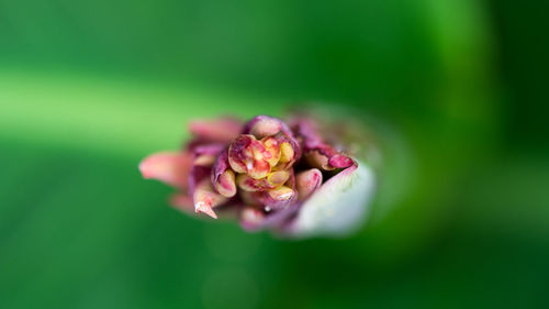 Close-up of pink rose flower