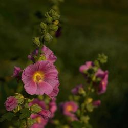 Close-up of pink hibiscus flower