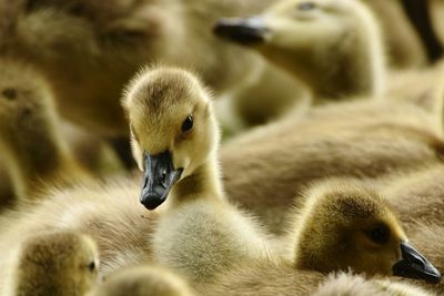 Detail shot of young birds