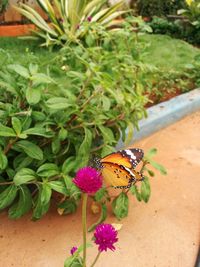 Close-up of butterfly on plant