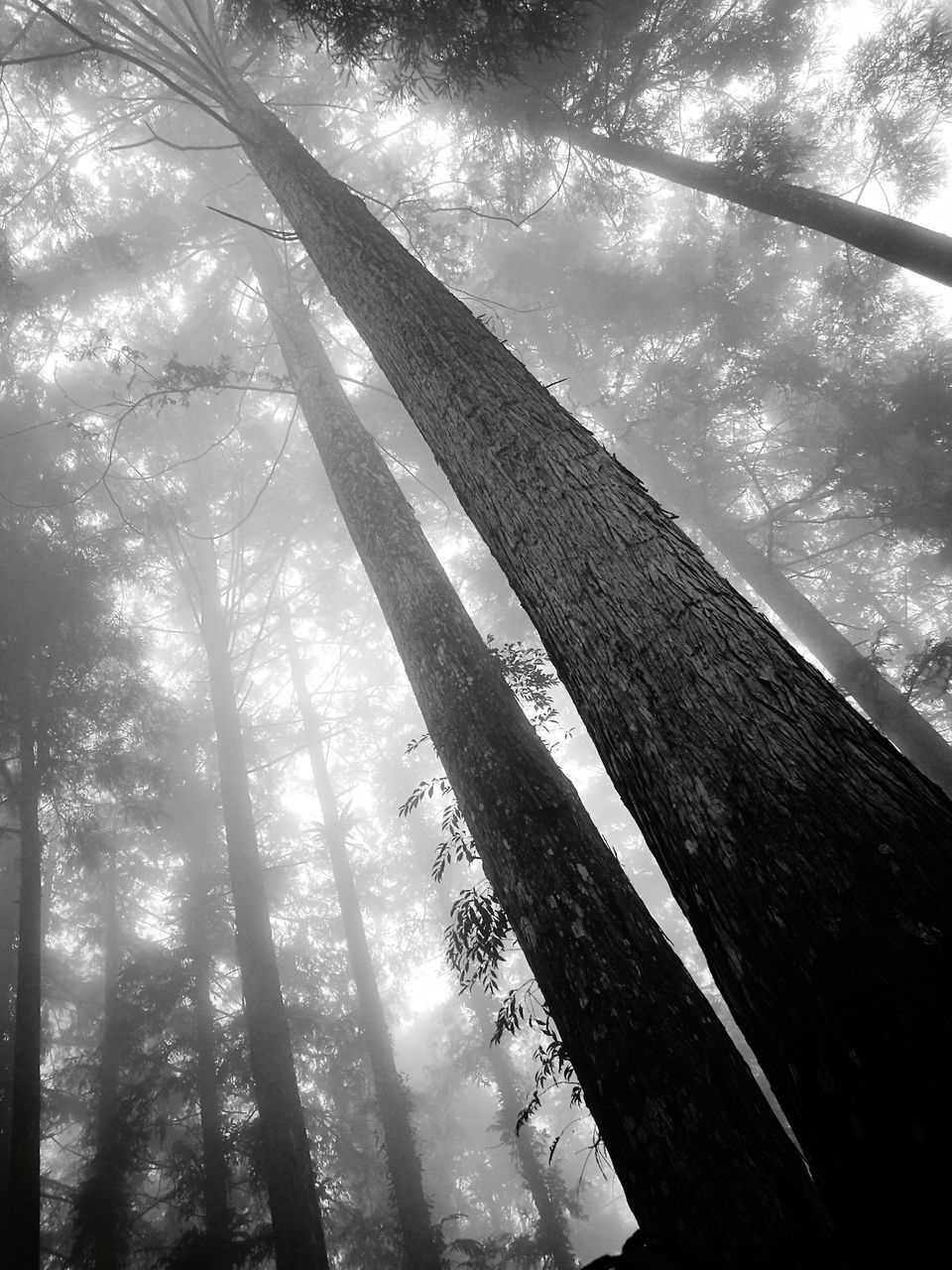 tree, nature, low angle view, no people, outdoors, growth, forest, sky, day, beauty in nature, close-up, bamboo grove