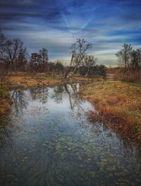 Reflection of trees in lake