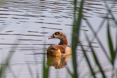 Duck swimming in a lake