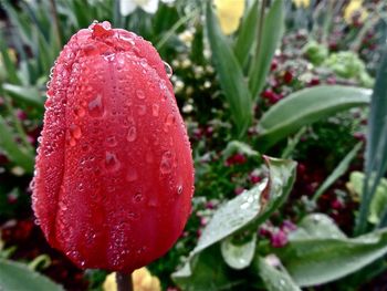 Close-up of water drops on plant