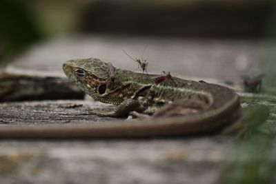 Close-up of grasshopper on wood