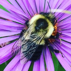 Close-up of honey bee on purple flower