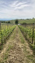 Scenic view of vineyard against sky