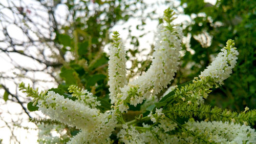 Close-up of white flowering plant