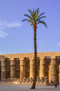 Low angle view of palm trees against clear sky