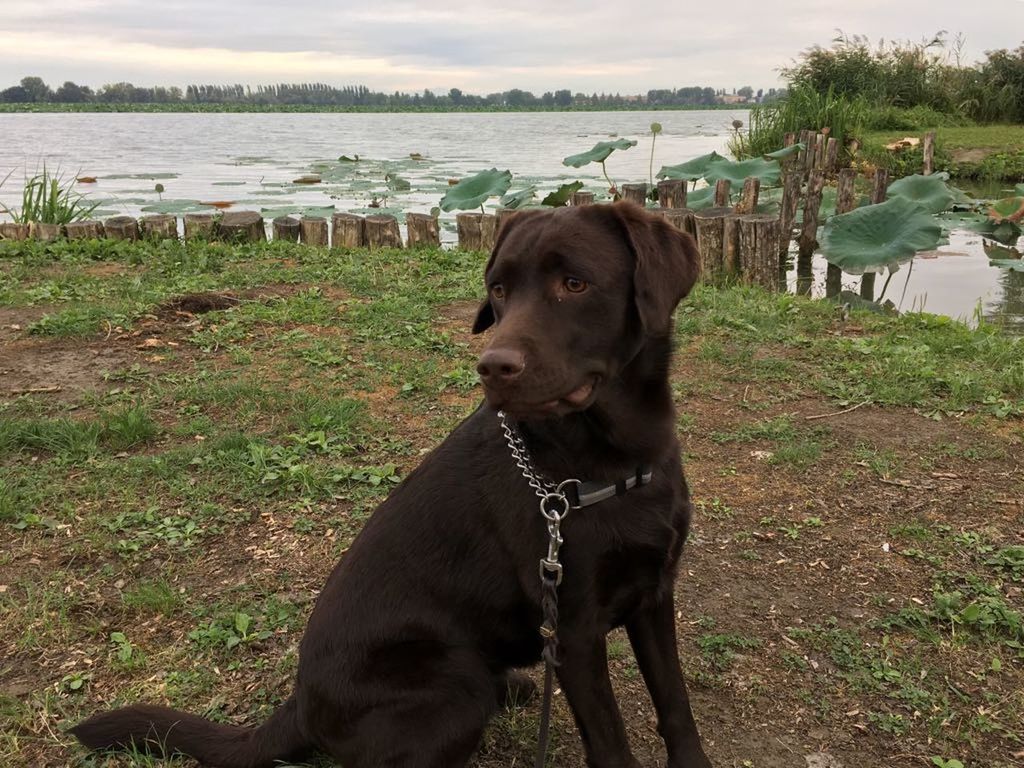 dog, pets, domestic animals, animal themes, one animal, mammal, water, outdoors, day, sea, field, nature, no people, sky, grass, beach, beauty in nature