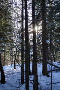 Snow covered trees in forest