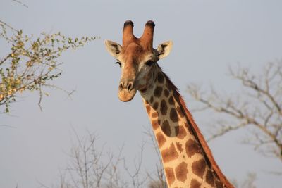 Close-up of a giraffe against sky