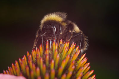 Close-up of honey bee on flower