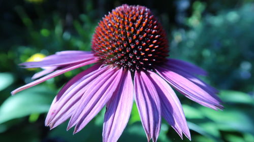 Close-up of pink flower