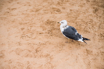 High angle view of pigeon on sand