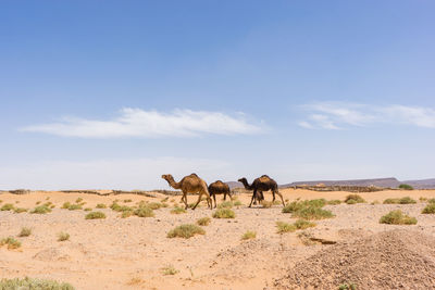 Horses on a field