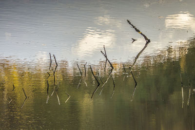 Bird swimming in lake
