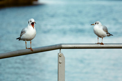 Seagull perching on railing against sea