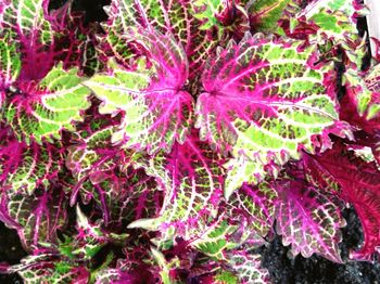 Full frame shot of purple flowering plants