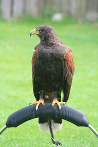 Close-up of a bird