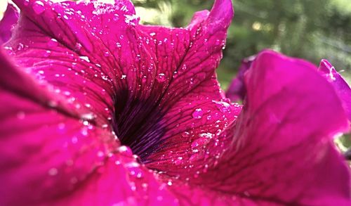 Close-up of wet pink day lily blooming outdoors