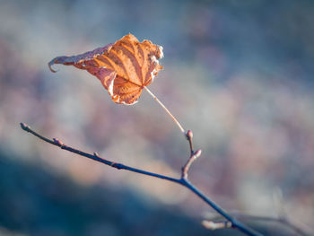Close-up of autumn leaf on twig
