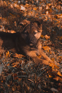 Portrait of dog on field during autumn