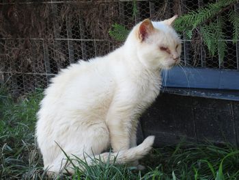 White cat sitting on grass