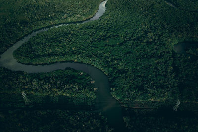 High angle view of river amidst trees