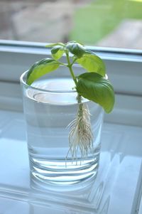 Close-up basil in drinking glass