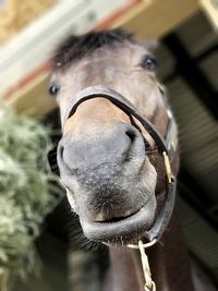 Close-up of horse in stable