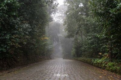 Road amidst trees