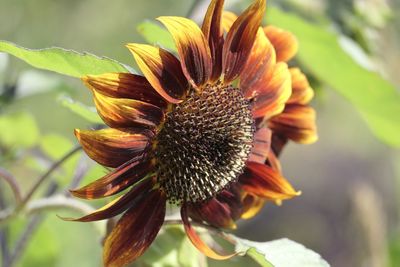 Close-up of wilted flower