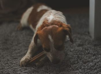 Close-up of puppy relaxing on rug at home