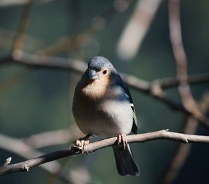 Close-up of bird perching on branch