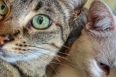 Close-up portrait of a cat