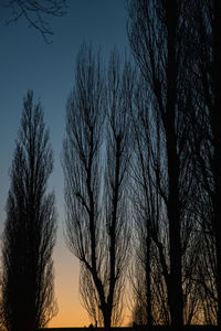 Low angle view of silhouette bare trees against sky