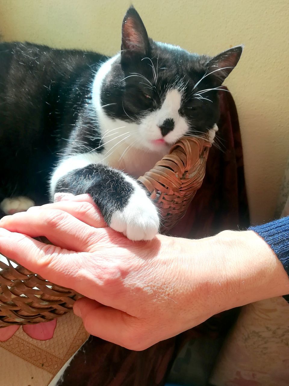 MIDSECTION OF PERSON HOLDING KITTEN WITH HAND