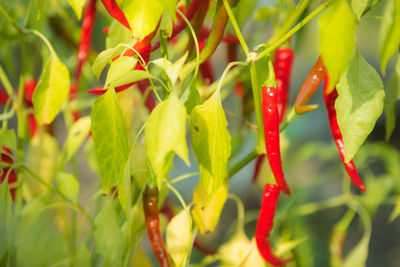 Close-up of red and yellow flowering plant