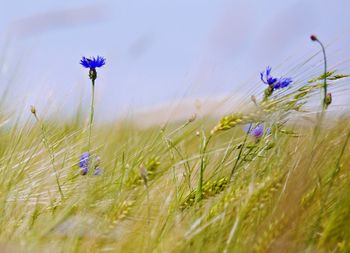 Close-up of purple flowering plant on field