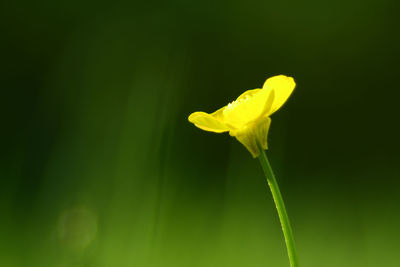 Close-up of yellow flowers