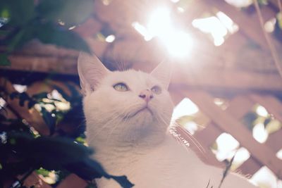 Low angle view of white cat sitting against fence during sunny day