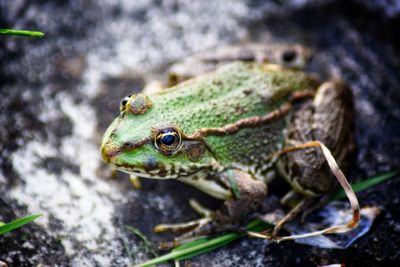 Close-up of frog on rock