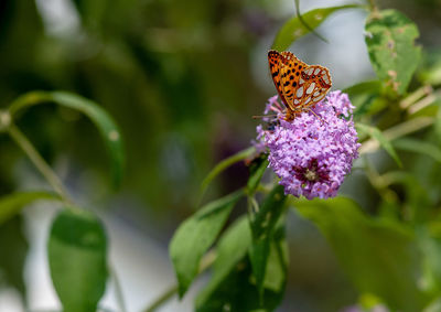 Close-up of butterfly pollinating on purple flower