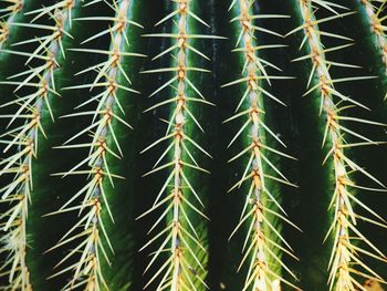 Full frame shot of cactus