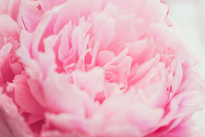 Close-up of pink flower