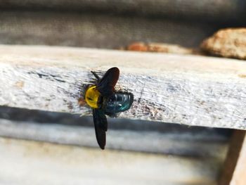 Close-up of fly on wood