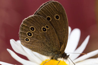 Close-up of butterfly pollinating on flower